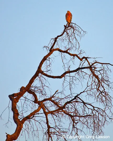 Fiery Hawk