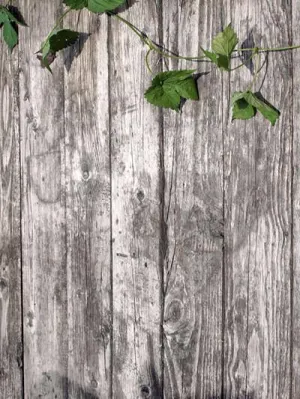 Kate Retro Wood Photography Backdrop Green Leaves Background