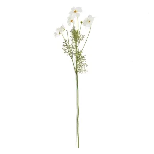 Napa Home Garden, COSMOS 35" STEM,tp200