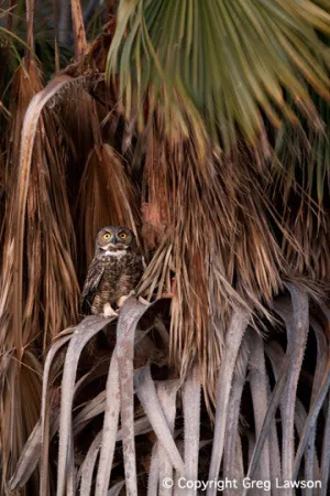 Owl at Petticoat Junction