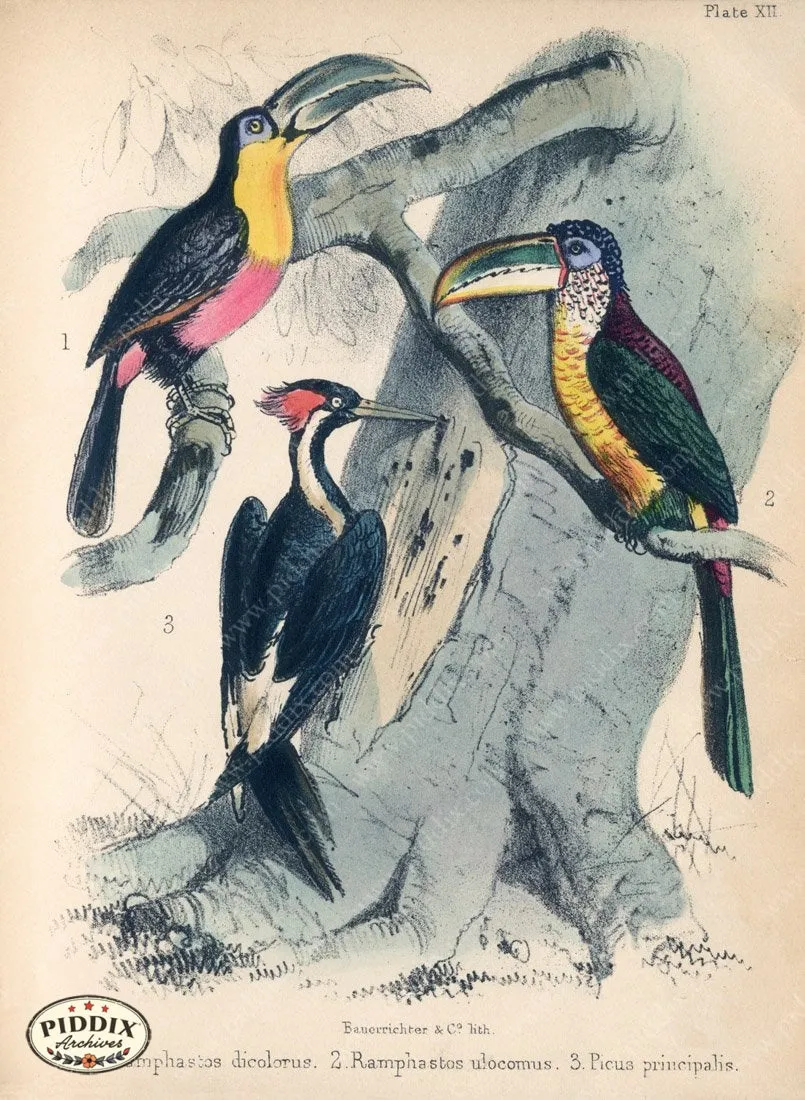 PDXC10276 -- Birds