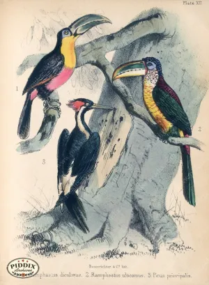 PDXC10276 -- Birds