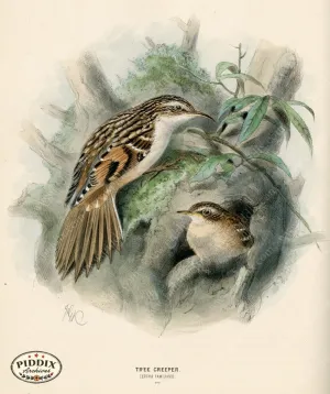 PDXC1239 -- Birds