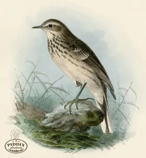 PDXC1256 -- Birds