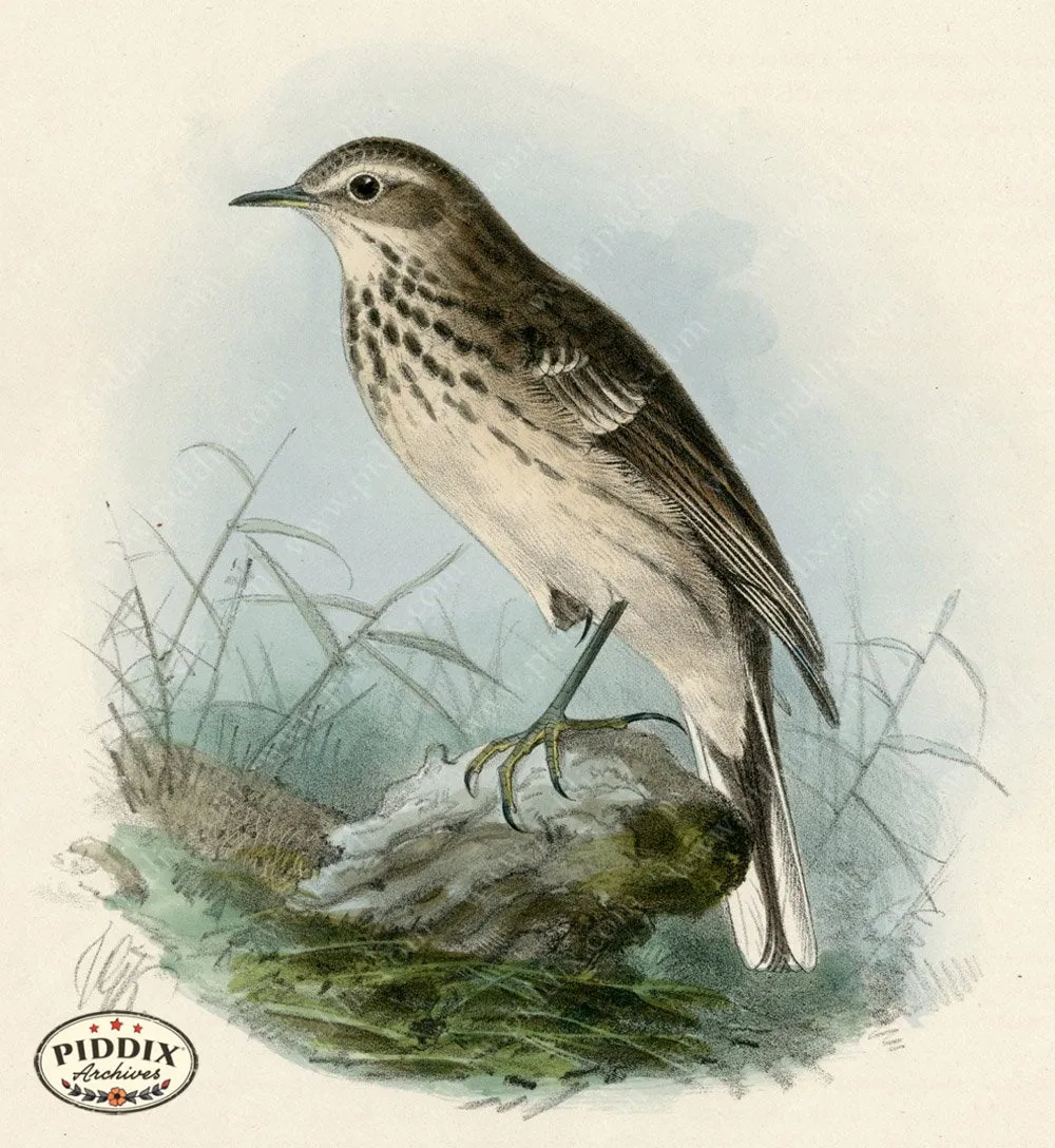 PDXC1256 -- Birds