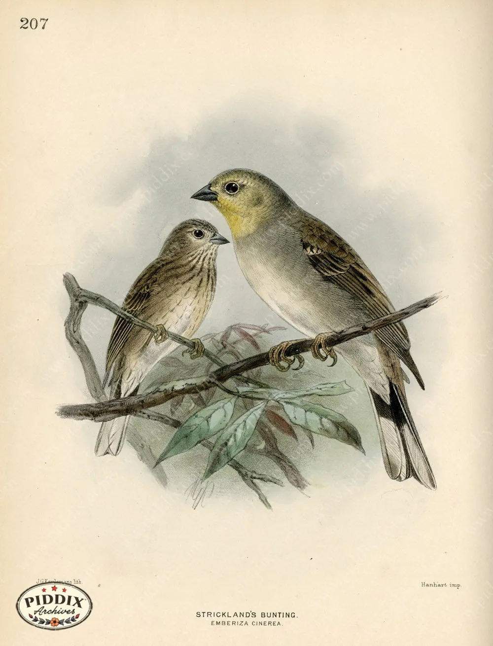 PDXC1405 -- Birds
