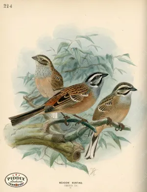 PDXC1412 -- Birds