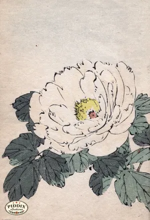 PDXC14152 -- Flowers