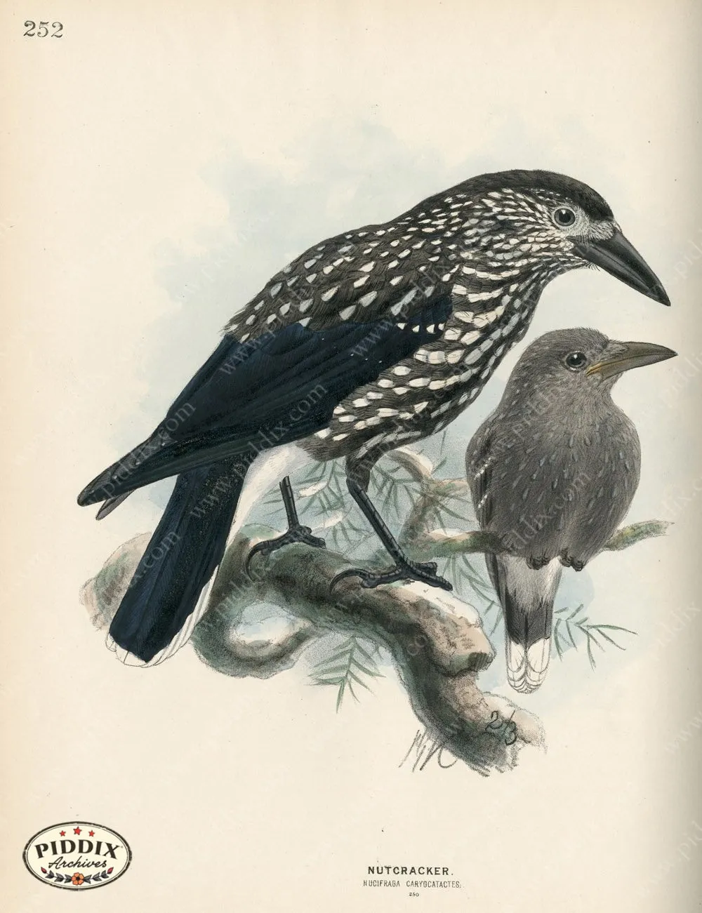 PDXC1450 -- Birds