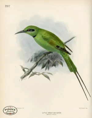 PDXC1473 -- Birds
