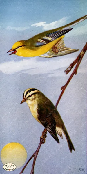 PDXC15362 -- Birds