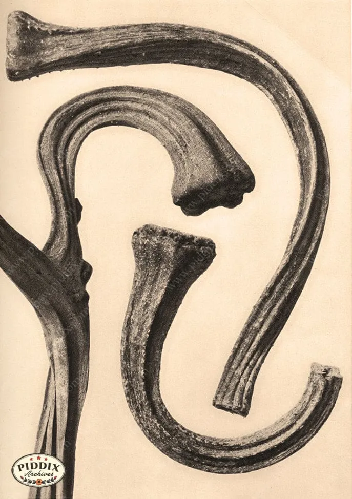 PDXC20191 -- Macro Sepia Plant