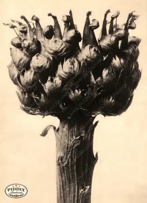 PDXC20276 -- Sepia Plant