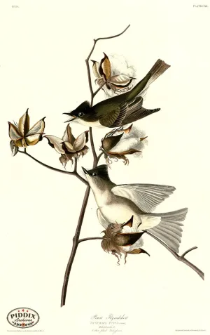 PDXC20655 -- Audubon Pewit Flycatcher