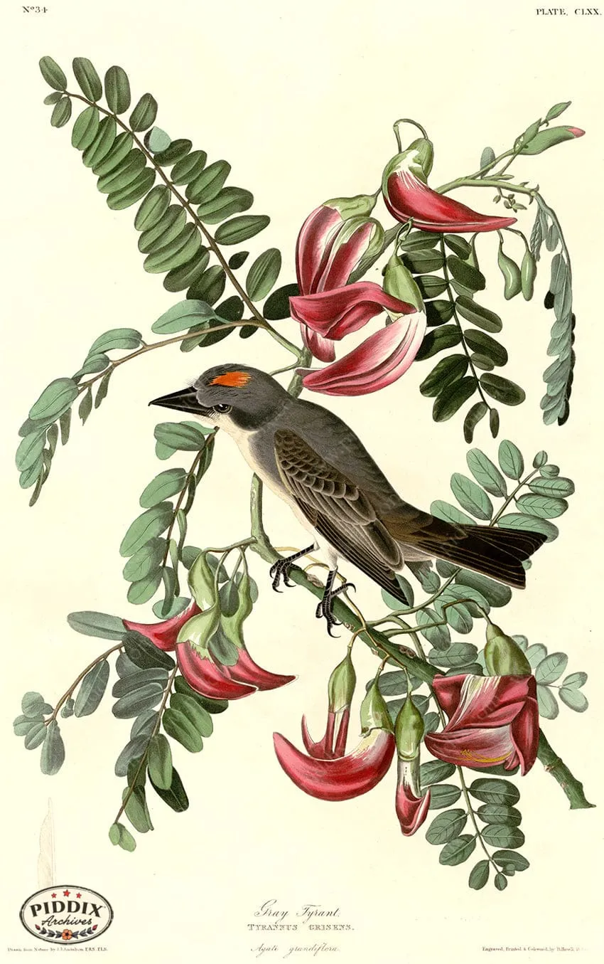 PDXC20705 -- Audubon Gray Tyrant
