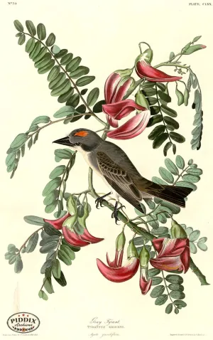 PDXC20705 -- Audubon Gray Tyrant