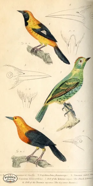 PDXC2103 -- Birds