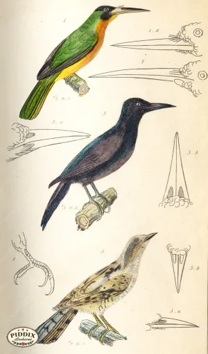PDXC2104 -- Birds
