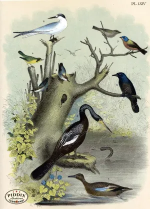 PDXC3159 -- Birds