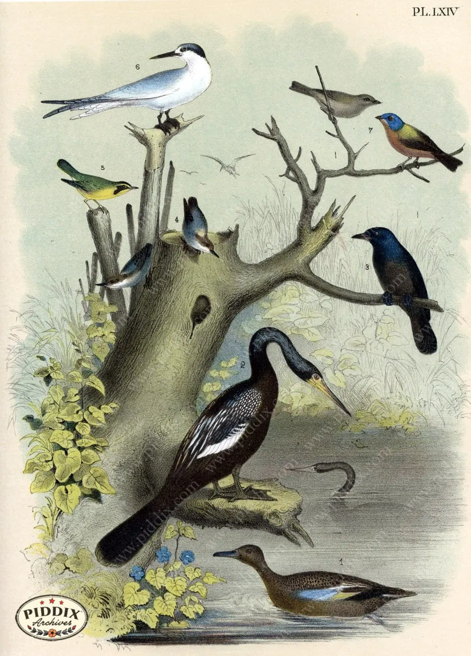 PDXC3159 -- Birds