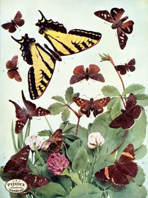PDXC4175 -- Butterflies