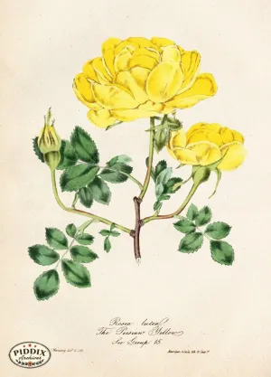 PDXC5241 -- Roses