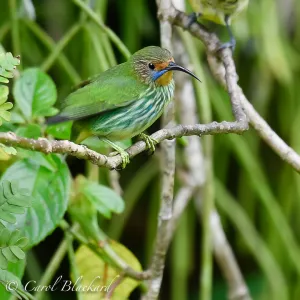 Purple Honeycreeper, female with green legs