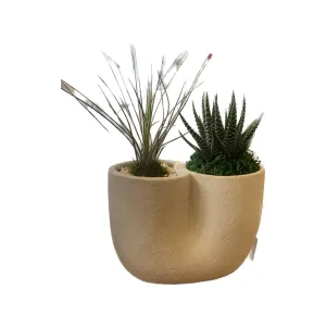 Succulent in Curve Pot