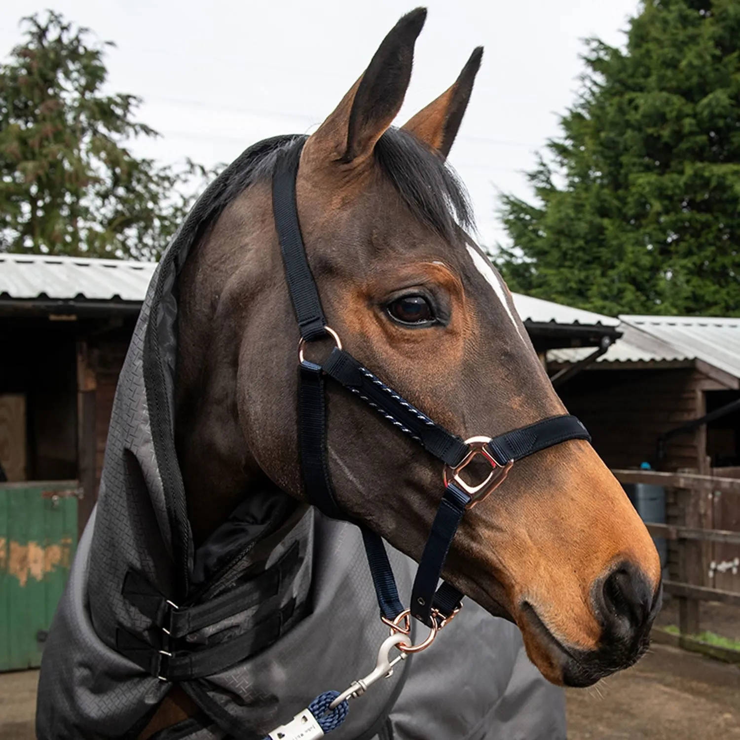 Whitaker Headcollar Bradshaw