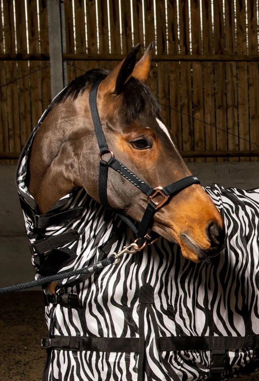 Whitaker Headcollar Bradshaw